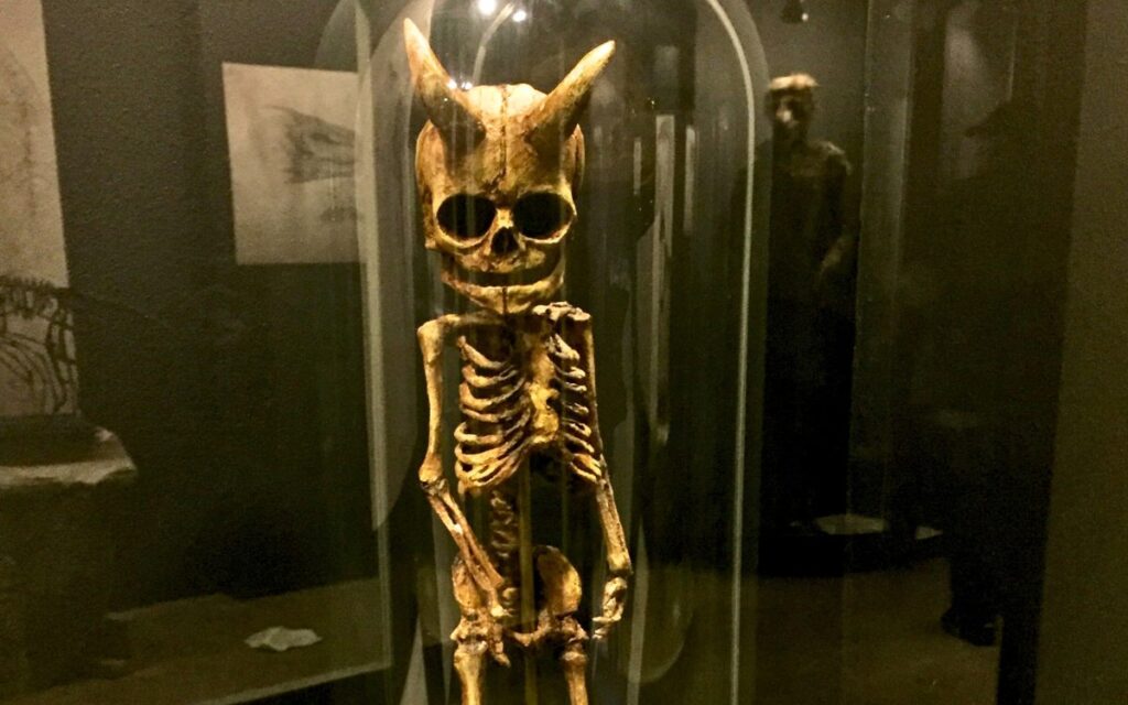 Skurrile Exponate im Museum Obscurum in Nykøbing Falster – Außergewöhnliche Sehenswürdigkeit in Dänemark.