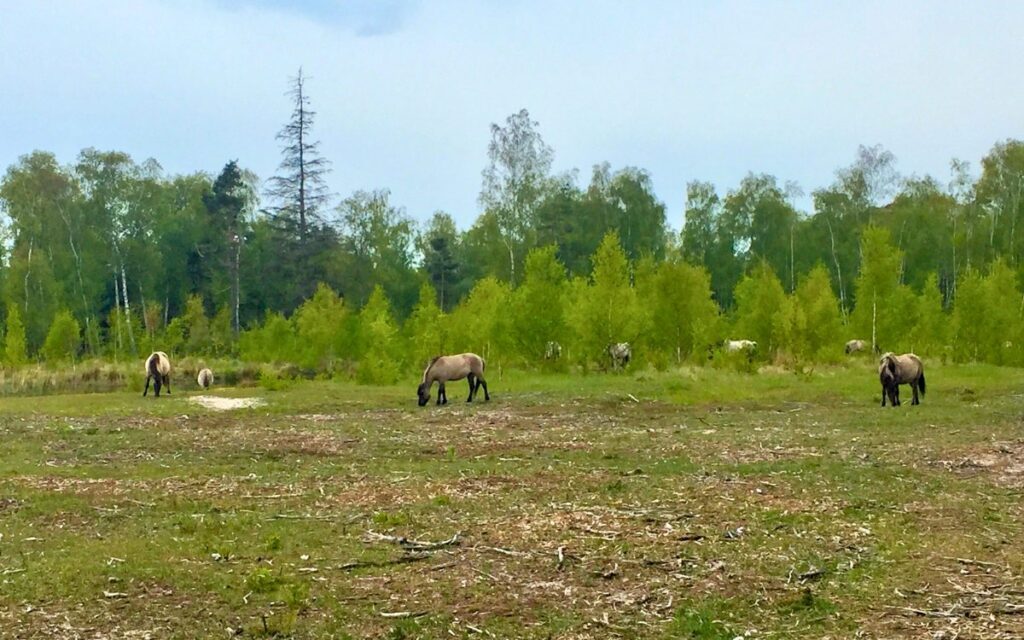Freilebende Wildpferde im Bøtøskoven Wald auf Falster – Naturerlebnis bei einer Dänemark-Reise.