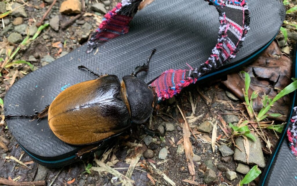 Wildlife im Costa Rica Urlaub: Ein riesiger Käfer im Dschungel
