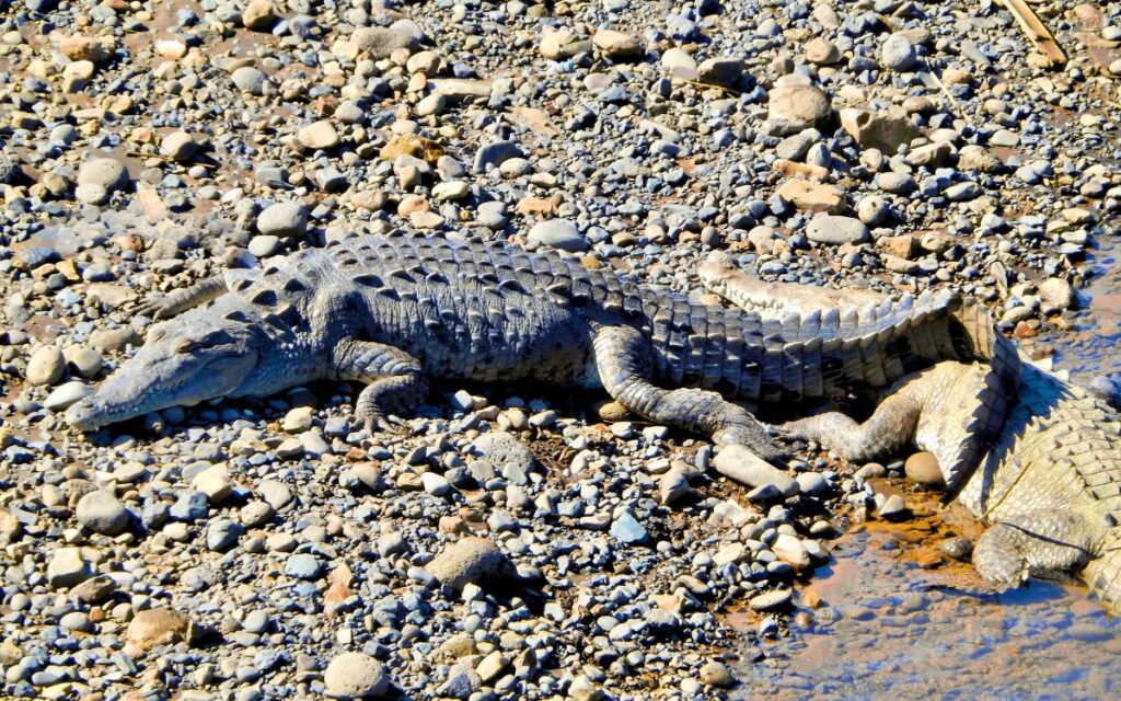 Krokodile an der Tarcoles Brücke – Sicherer Halt am Roadtrip