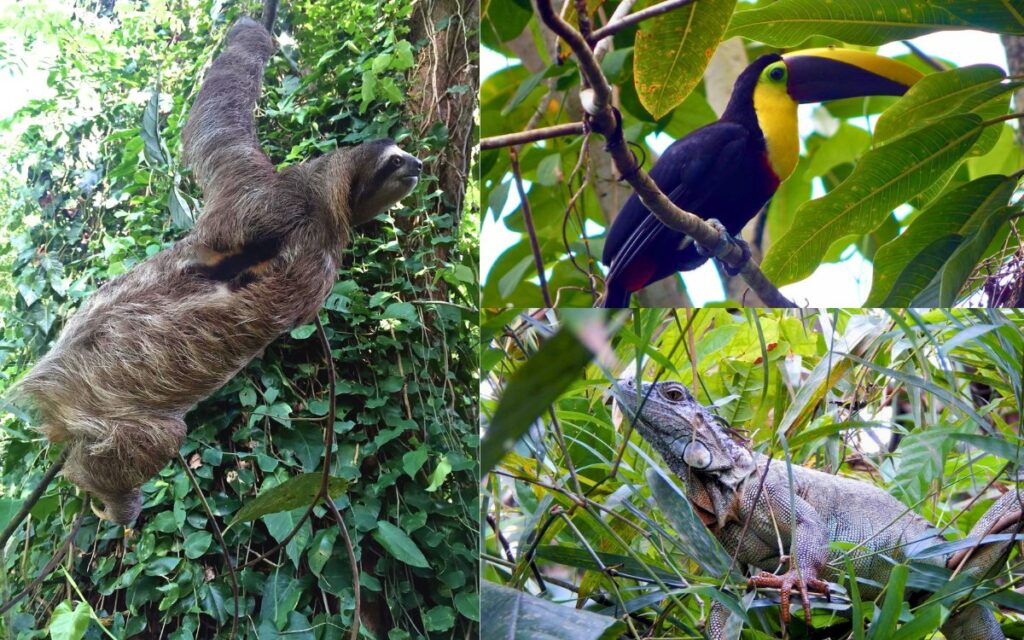 Costa Rica Urlaub Tipps. Wild Life erleben in deinem Urlaub